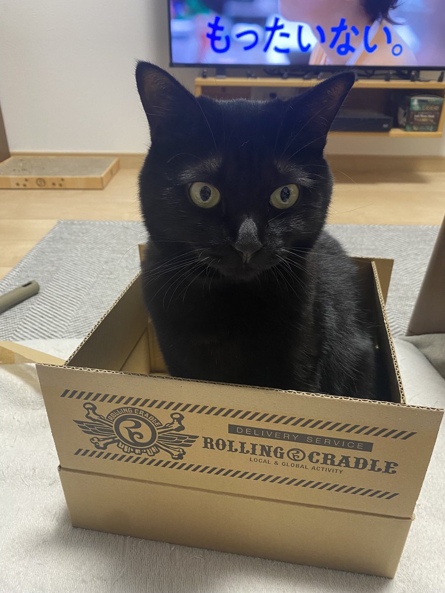 miwako_meats's tweet image. ㊗️happy birthday㊗️
にゃこちゃん
昨日（8/10）で6歳になりました🎉

6年前
この鬼のような炎天下に兄弟で捨てられてたにゃこちゃん
もう一生分の苦労はしたから我が家でわがままいっぱい過ごせばいいからね❤️

生まれてきてくれて我が家に来てくれてありがとう😊

#保護猫
#黒猫
#にゃこ