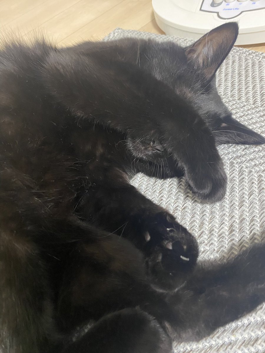 miwako_meats's tweet image. ㊗️happy birthday㊗️
にゃこちゃん
昨日（8/10）で6歳になりました🎉

6年前
この鬼のような炎天下に兄弟で捨てられてたにゃこちゃん
もう一生分の苦労はしたから我が家でわがままいっぱい過ごせばいいからね❤️

生まれてきてくれて我が家に来てくれてありがとう😊

#保護猫
#黒猫
#にゃこ