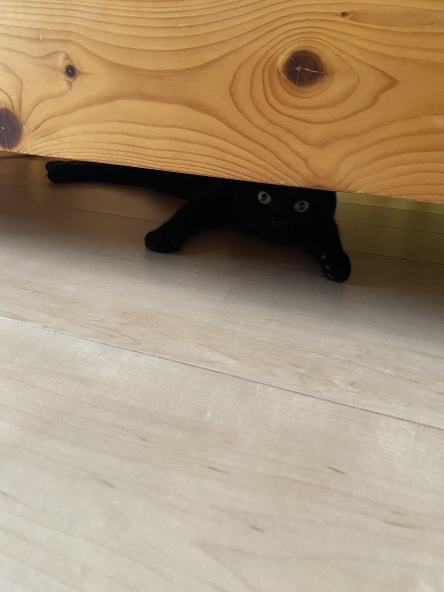 miwako_meats's tweet image. ㊗️happy birthday㊗️
にゃこちゃん
昨日（8/10）で6歳になりました🎉

6年前
この鬼のような炎天下に兄弟で捨てられてたにゃこちゃん
もう一生分の苦労はしたから我が家でわがままいっぱい過ごせばいいからね❤️

生まれてきてくれて我が家に来てくれてありがとう😊

#保護猫
#黒猫
#にゃこ