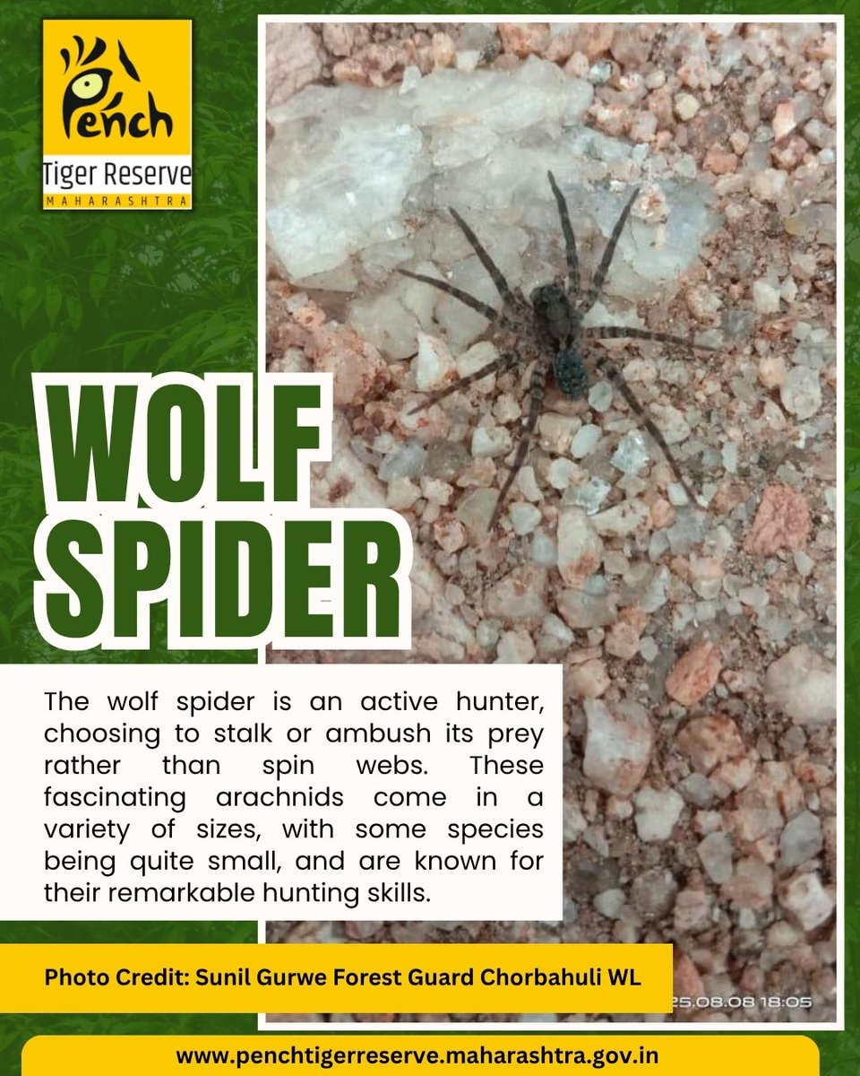 The wolf spider is an active hunter, choosing to stalk or ambush its prey rather than spin webs. 
PC: Sunil Gurwe Forest Guard Chorbahuli WL

#PenchTigerReserve #Maharashtra #ChorbahuliWildlife #WolfSpider #WildlifePhotography #Biodiversity #IncredibleIndia #WildlifeConservation
