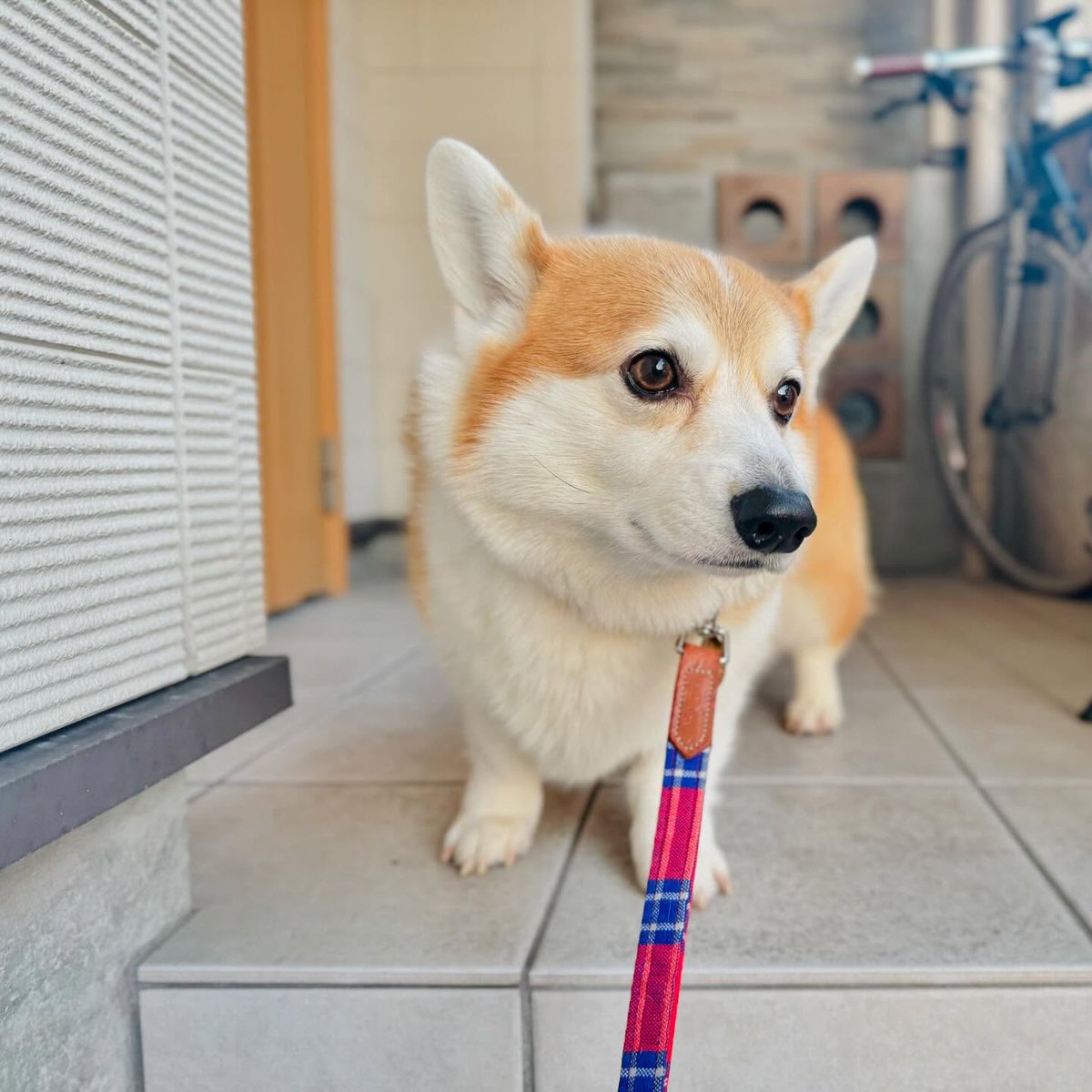 JosephineK1761's tweet image. Awesome photo😍😍❤️❤️
#CorgiJoy #CorgiGoals #LoveMyCorgi #PetsofTwitter #CorgiBark #PrincessWelshCorgi