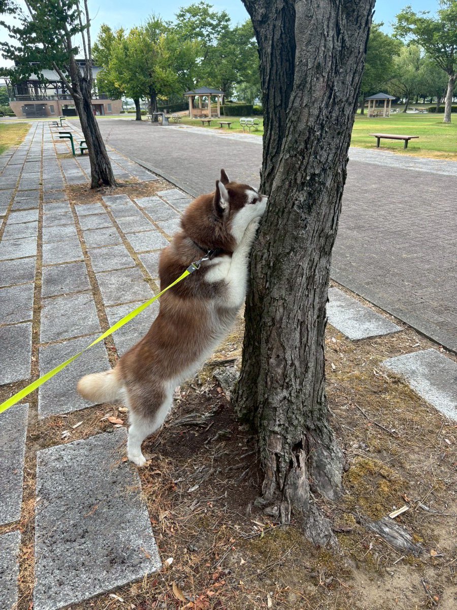 「木の間に顔挟まないよ」
こんな注意初めてしたわ