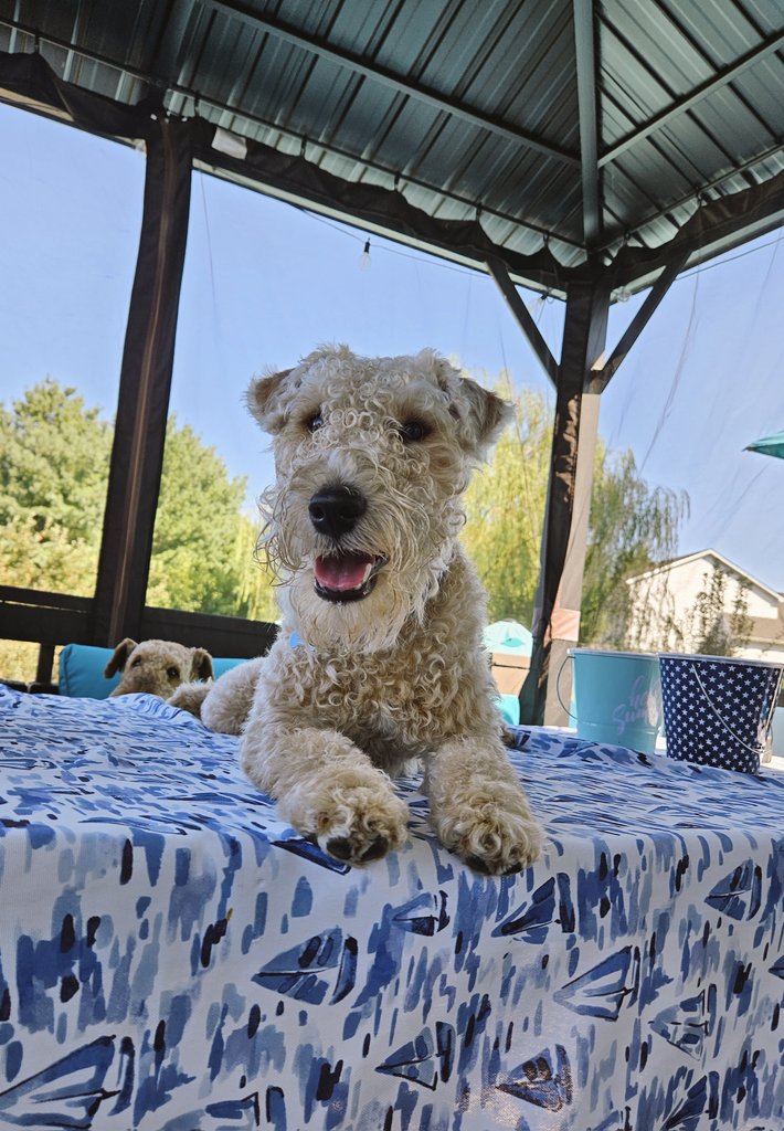 BuellerL's tweet image. Weekend report: 10/10. 🏊‍♂️🍔 Big cookout party = maximum fun. I swam to so many humans in the pool. It was full aquatic diplomacy, while Trevor stayed on land running a highly effective snack acquisition program &amp;amp; stole Mom's seat. Together, we were unstoppable. 💦🐾 #DogTwitter