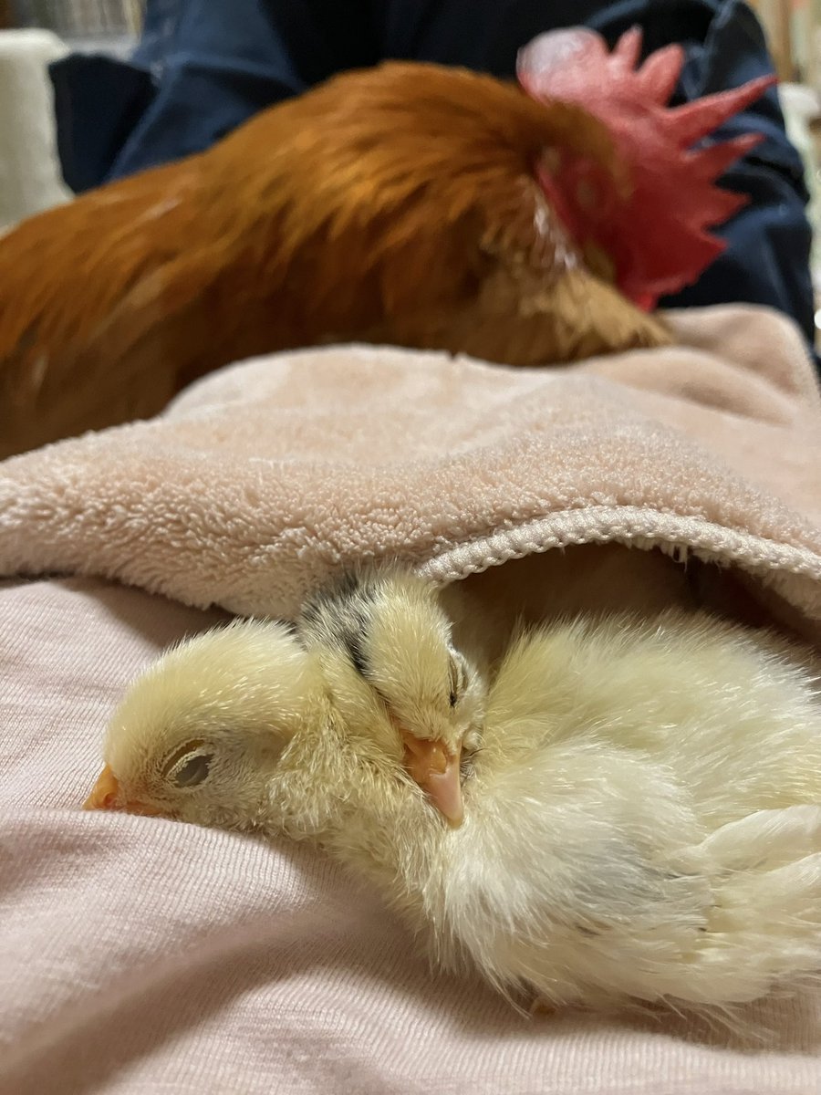 #全日本きもちよさそうに眠るとり選手権