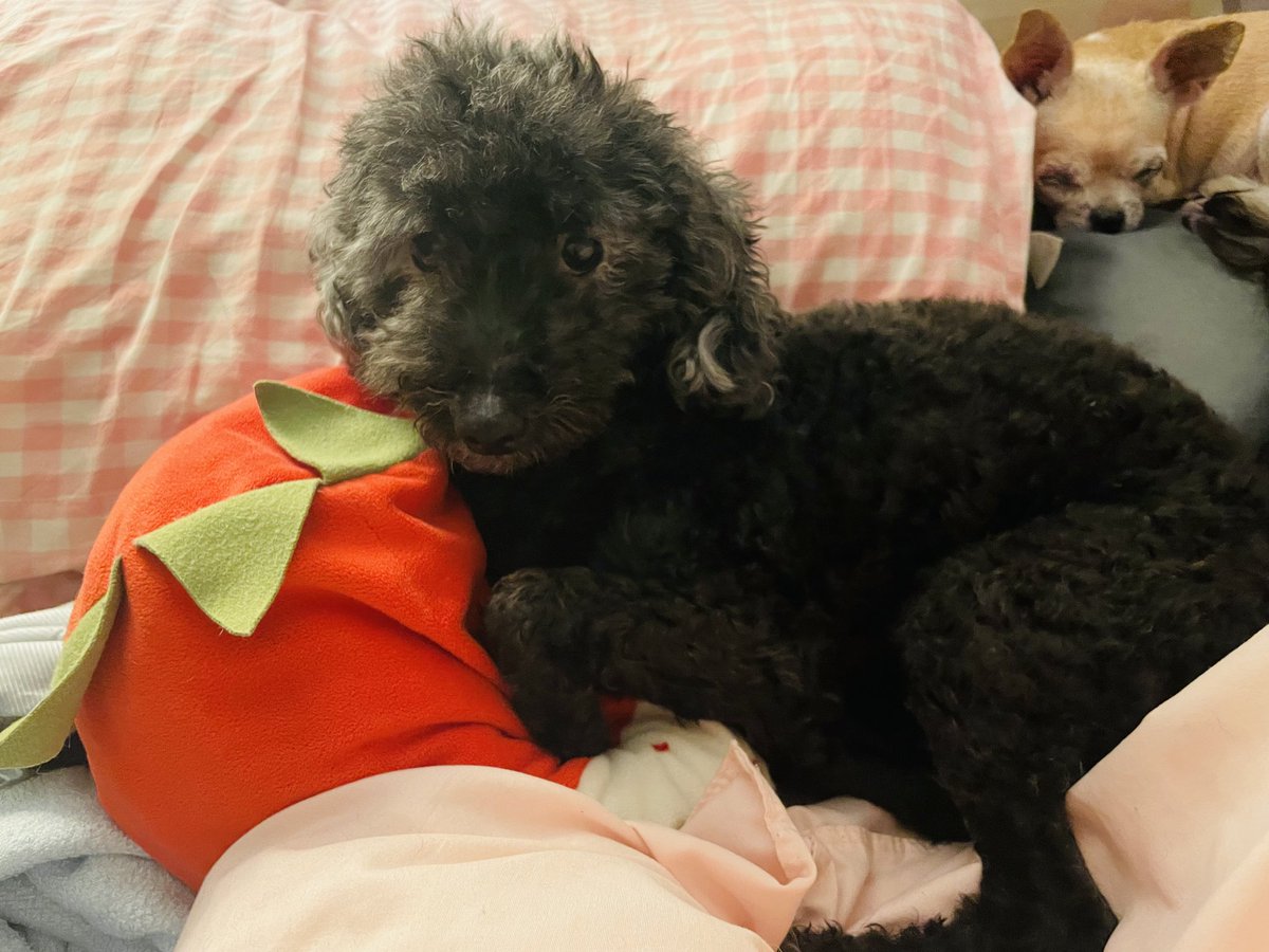 Savejupite17908's tweet photo. JUPITER (...and Amber) https://t.co/Sx0FSYUhG8