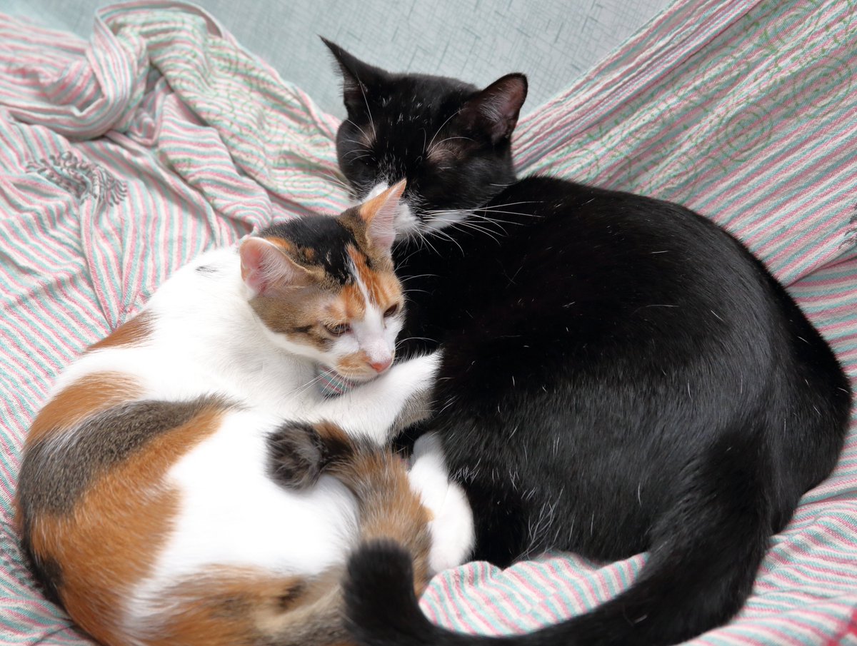 おはようございにゃす😺
今日は、ガンバレの日、マッシュルームの日、きのこの山の日🍄
#くつした #るあ 
#三毛猫 #みあ 
#保護猫を家族に #猫かわいいね #猫好きさんと繋がりたい #猫のいる幸せ 
*\(^o^)/*