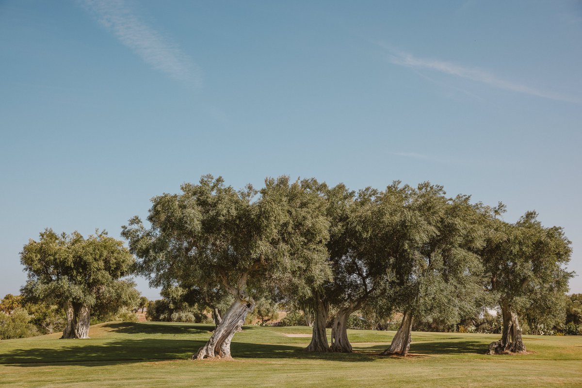 Teaching taste to AI is like explaining good olive oil to someone who’s never been to Southern Italy, you’ll draw the line, and they’ll have opinions.