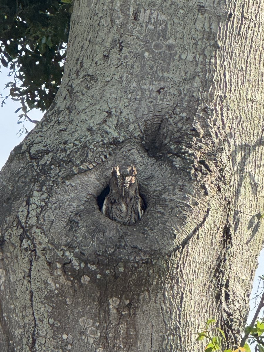 Who goes back to school tomorrow?
Be careful and give a hoot!