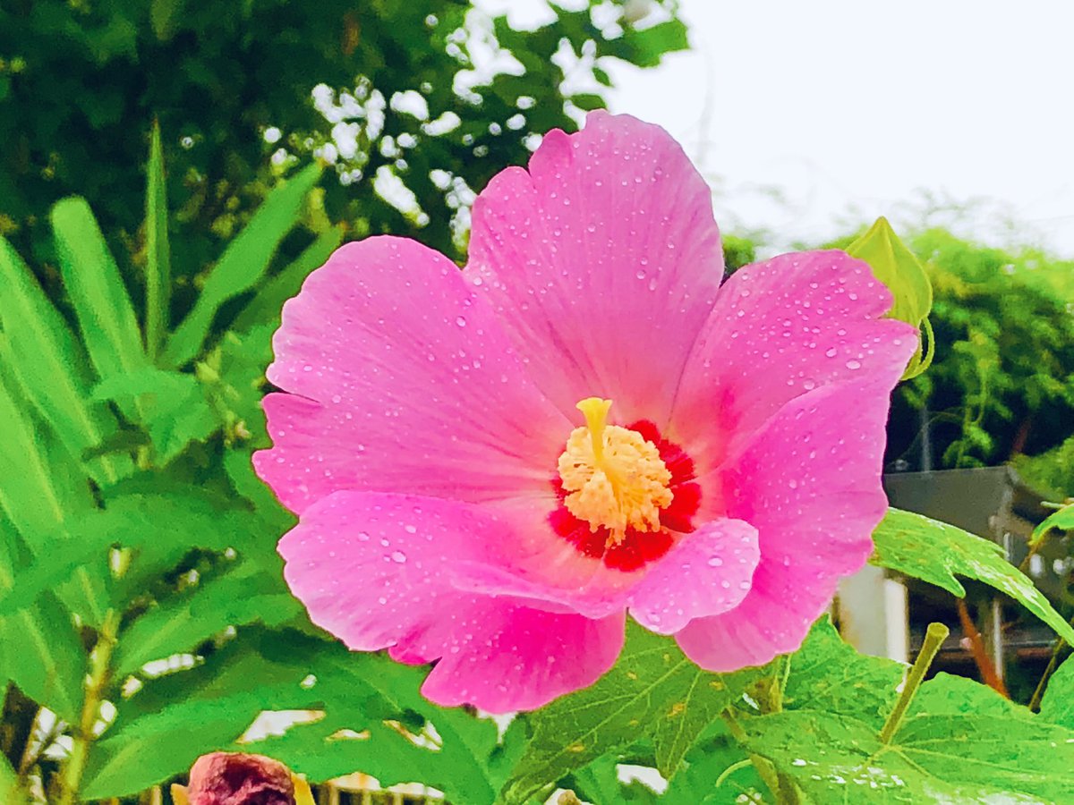 雨が降って街も潤いを取り戻しました☔️
薄紅色の芙蓉の花が雨の滴に濡れていた🩷

#takashikatoh
#actor
#tagheuer
#miffy
#instagram
#instagramer
#雨
#雨降り
#雨模様
#雨の滴
#芙蓉
#薄紅色
#rain
#rainy
#raindrop
#mutabilis
#pink
#pinky