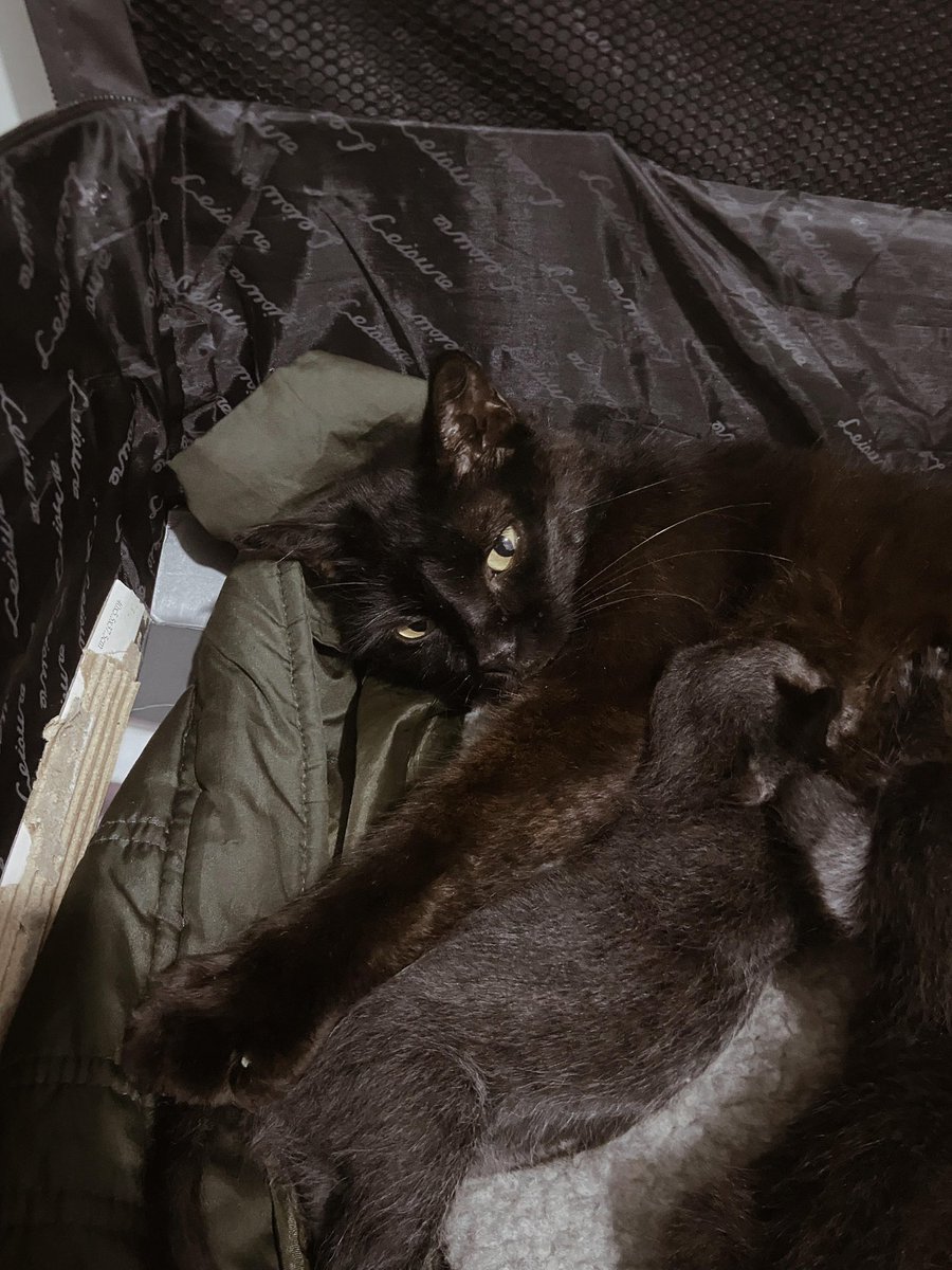 Gatita en adopción ya esterilizada 🥺