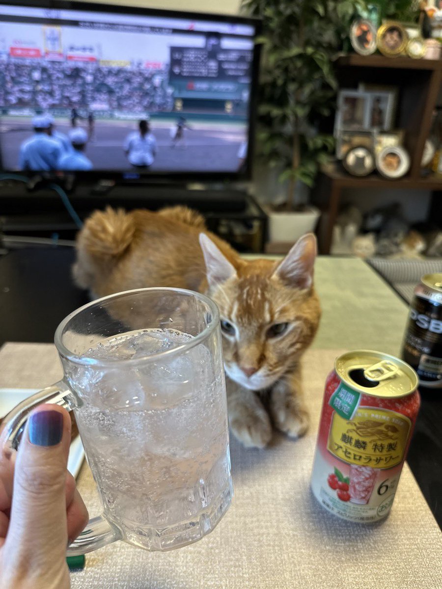 お盆休み中...
相棒🐈とお酒🍺と高校野球⚾️
毎年恒例セット☺️
雨あがれー