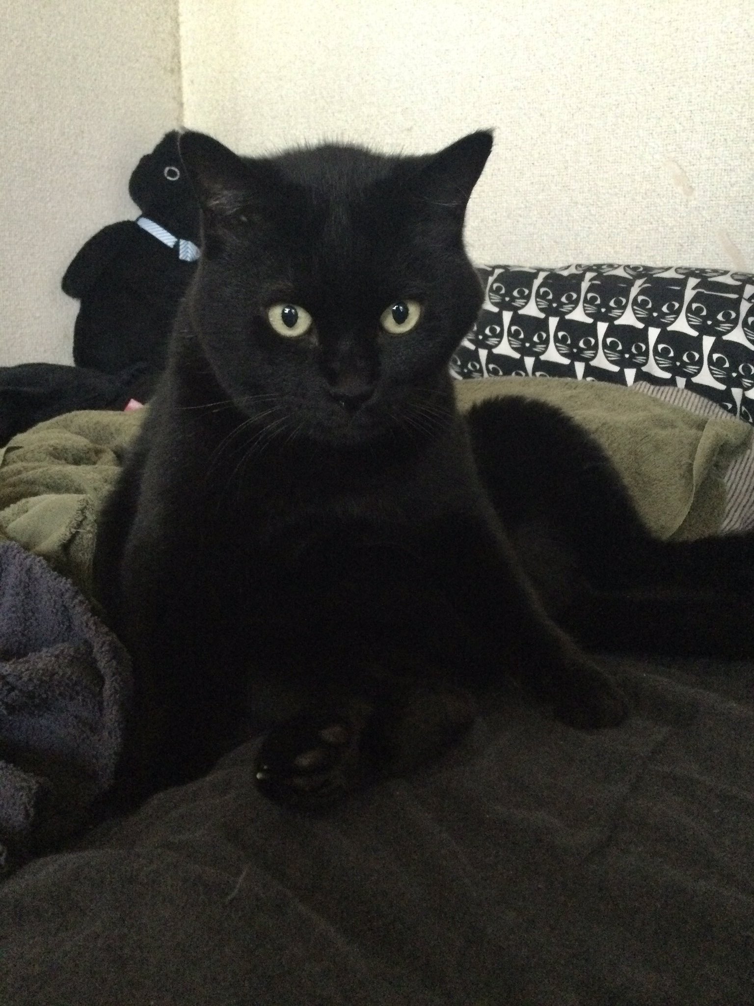 夢見る黒猫 黒猫はじめました。 on X: 