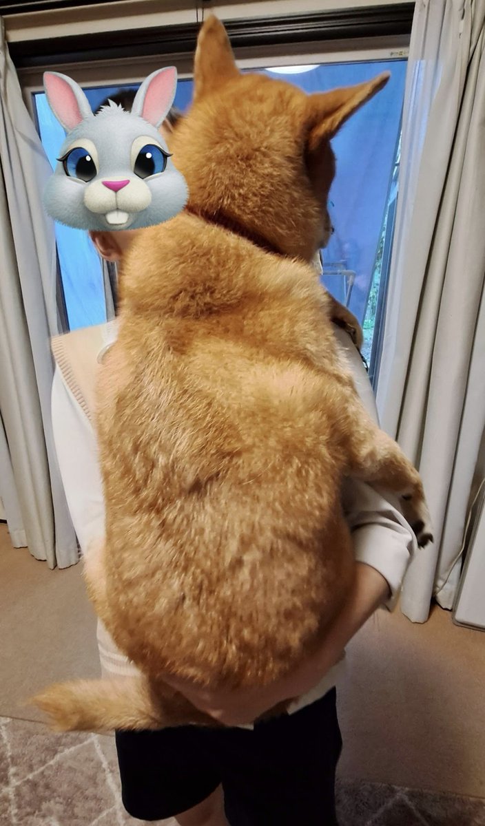 痩せた痩せたと
定評のある柴犬ですが
脱ぐと凄いんです👏
 #柴犬ハチ