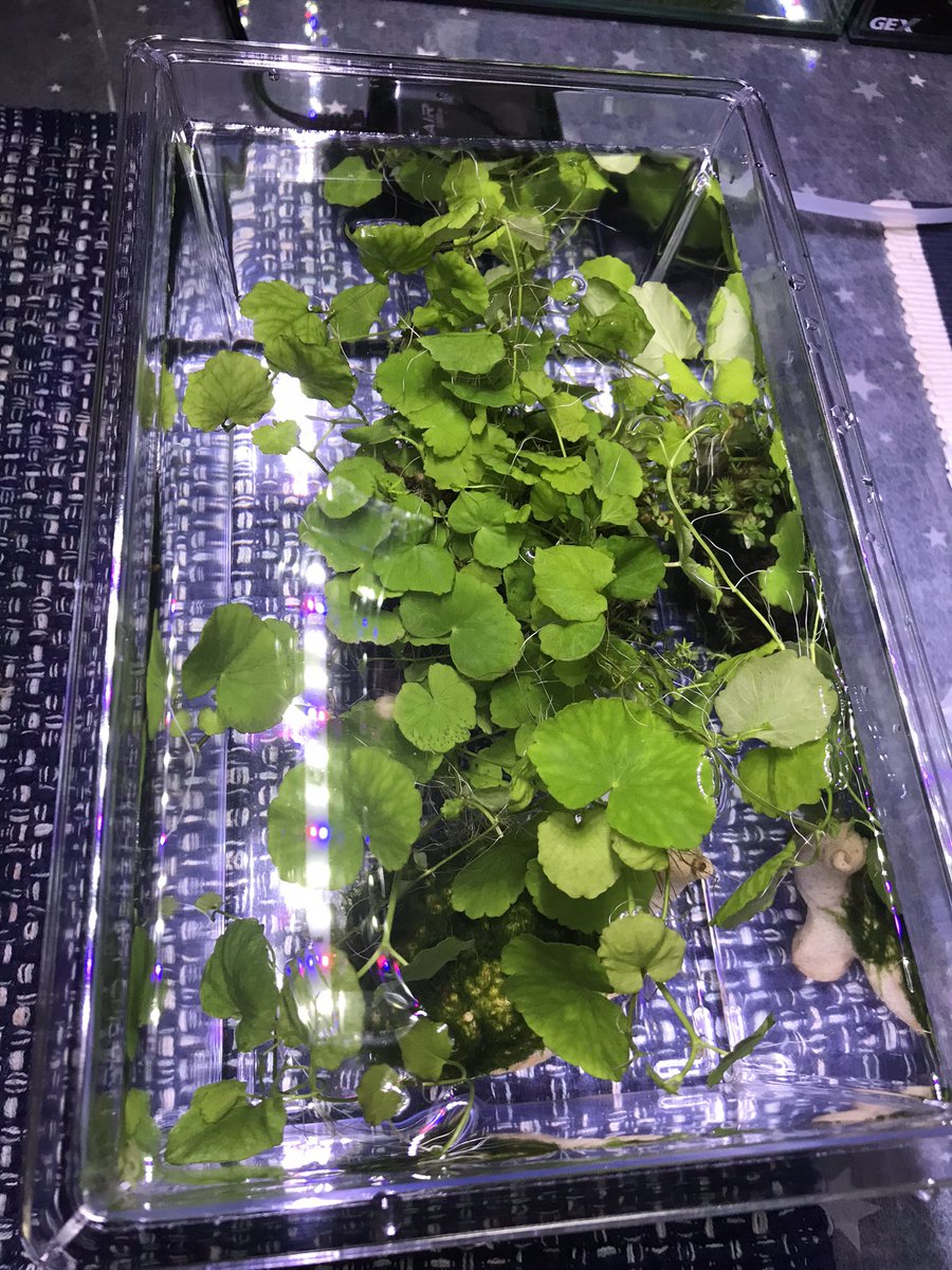 PumasportsS's tweet photo. 植物に感動🪴
#あいびー
＃ポトス
#万年苔
#観葉アスパラガス
#わびくさ
#さびいし
 秋になったらまた、釣りに行こう🐟 https://t.co/cOFvuZRWZa