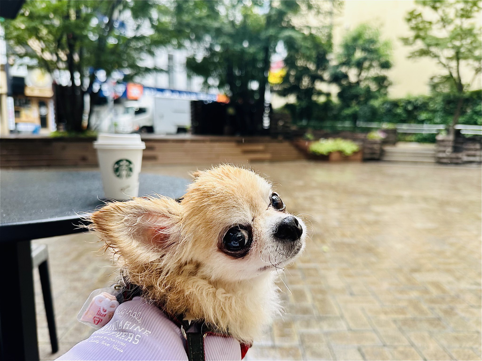 犬好き Amazon | ZIFENGクールベスト 犬 冷感犬服 小型中型大型犬