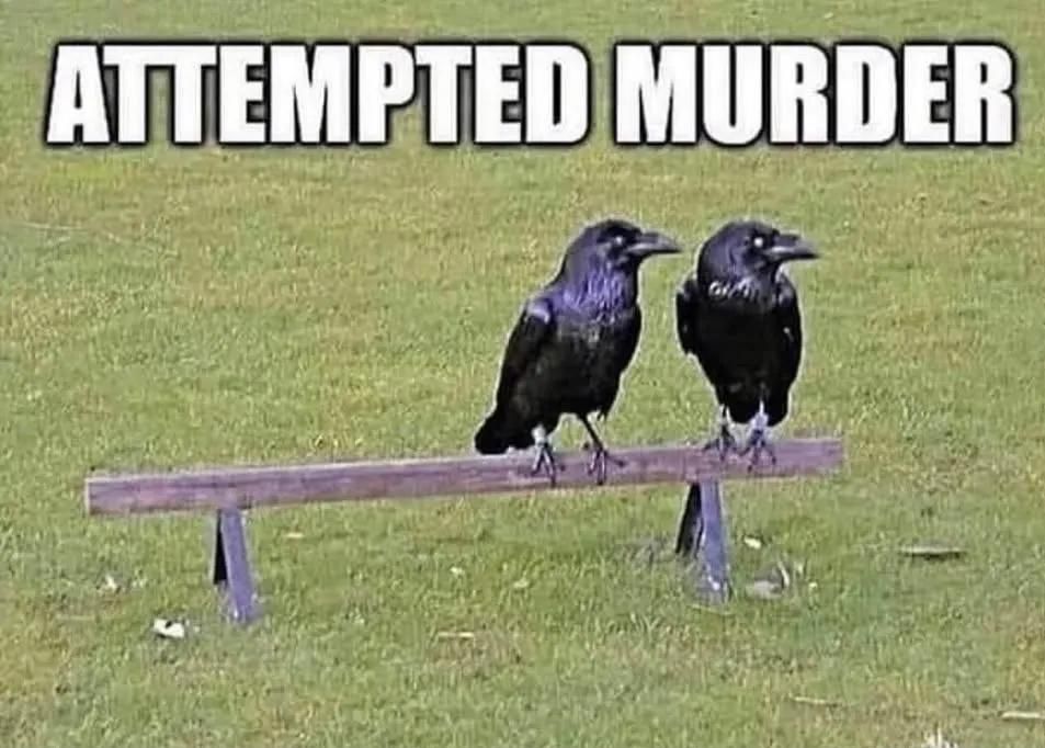 monkeyfun1001's tweet image. Love this meme. Whoever came up with it is a genius.