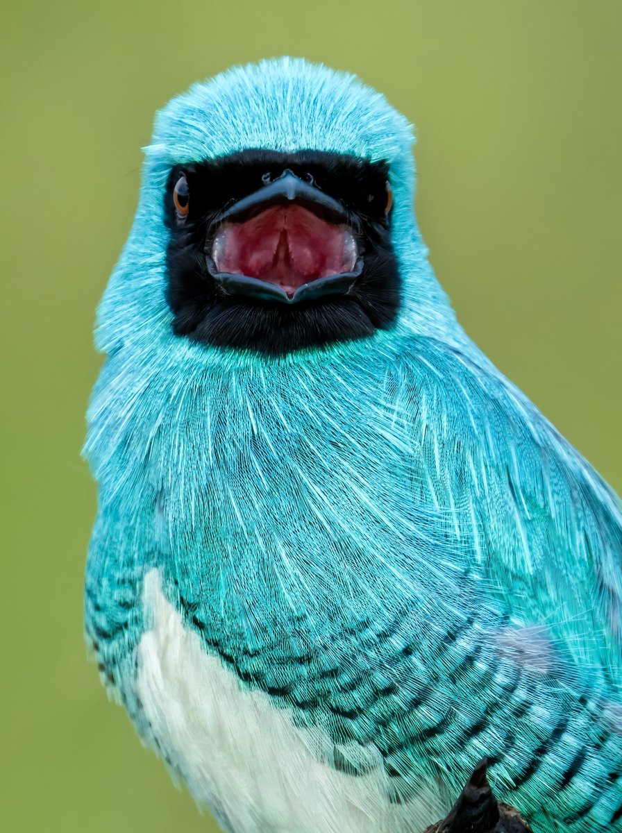 Tweet media one