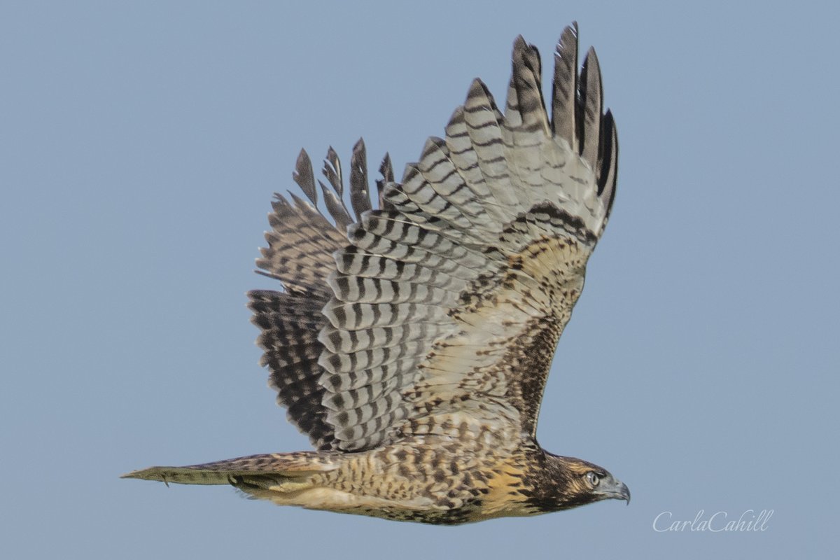 CahillCarla's tweet photo. Red-tail hawk release, after rehab.
#redtailhawk #redtailhawkrelease #ojairaptorcenter #ojai #birdofprey #wildlifephotography #SonyAlpha https://t.co/7LXvwViN7c