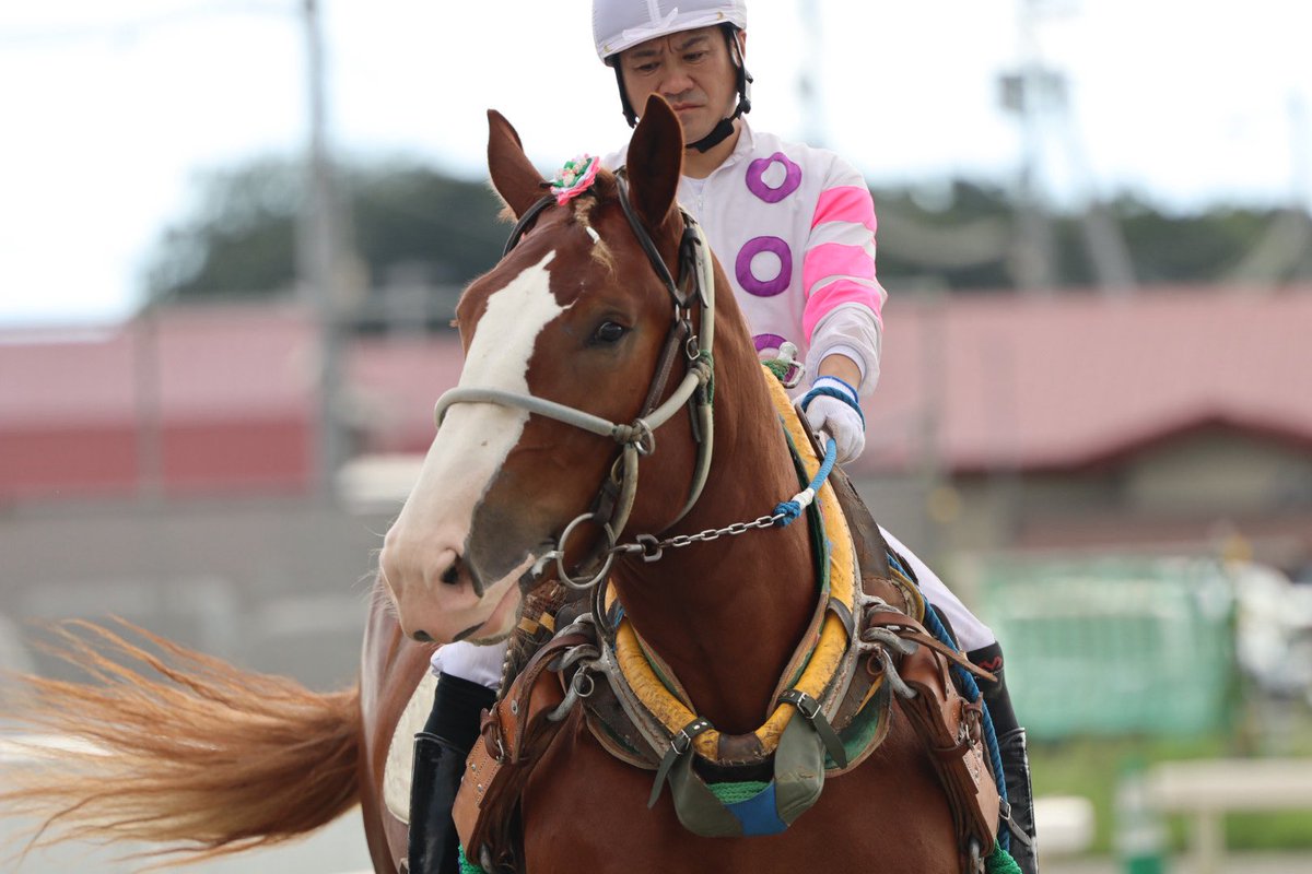 可愛い😌
 #エマパワー
 #ばんえい競馬
 #帯広競馬場