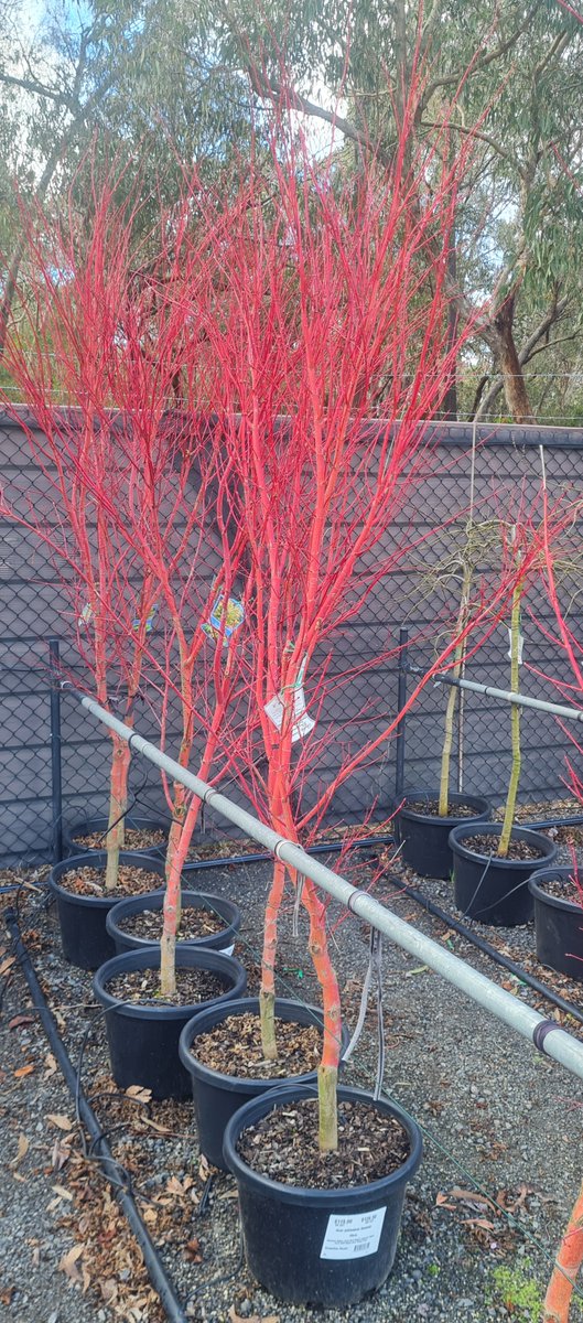 StuartWilliams_'s tweet photo. Acer palmatum 'Senkaki' - coral-bark maple
#Plantmark #Acer #Senkaki #Sapindaceae https://t.co/4dW6ddiWIK