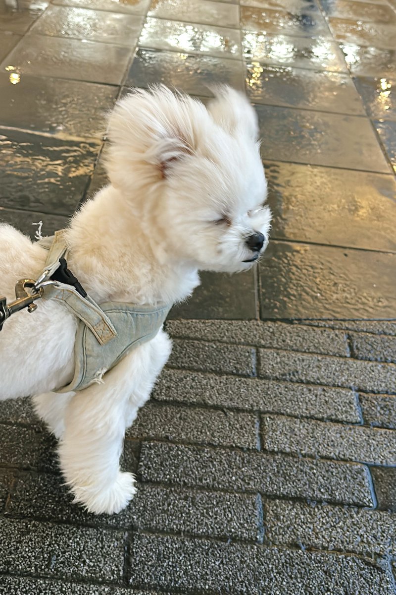 風と戦う犬