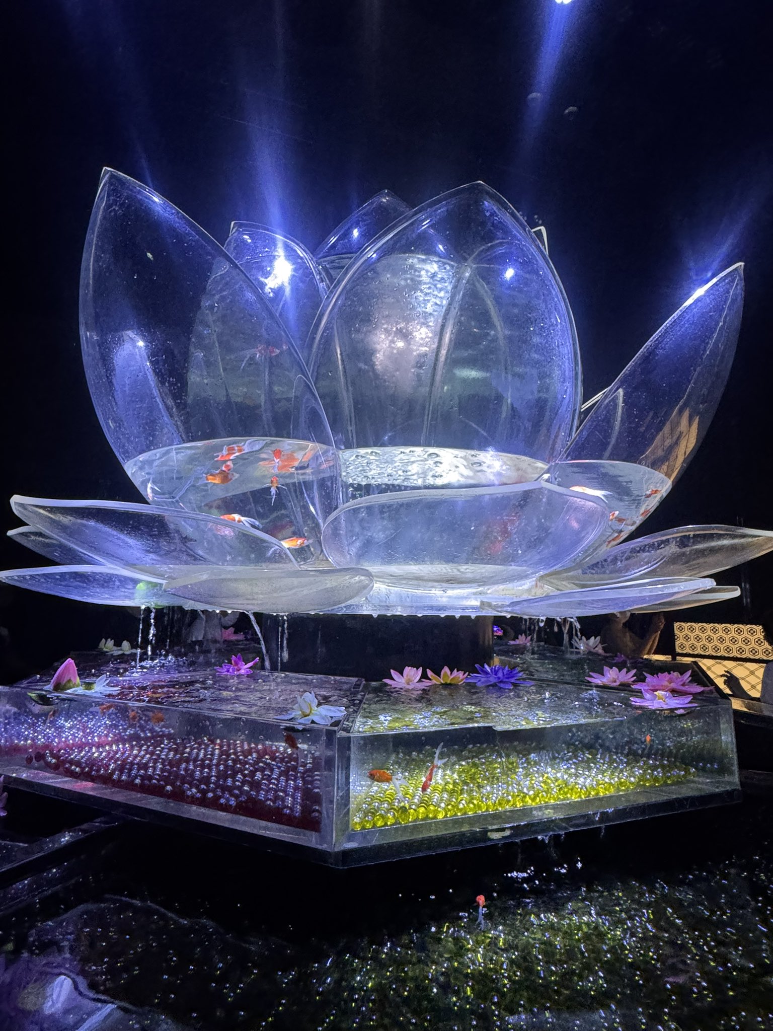 魚壁飾り　サザナミヤッコ未成魚［額装］在庫現品のみ❗️ サザナミヤッコ L: UFC店長ブログ