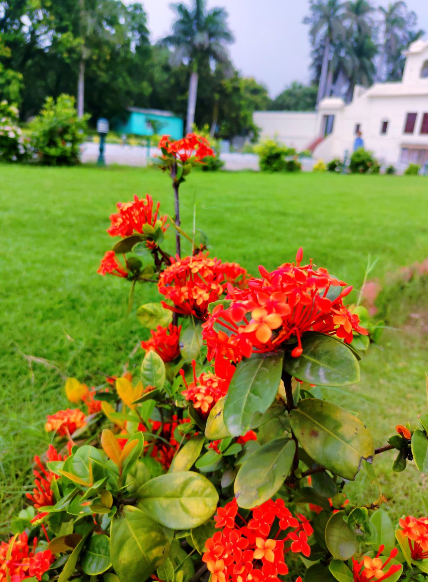 Happy Monday Morning! 🌼✨

May your day bloom as vibrantly as these flowers and be as fresh as the morning breeze. 🌿☀️