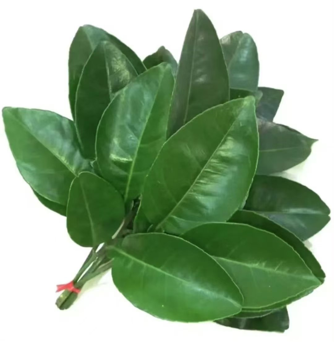 几片柚子叶，给自己去去水逆。若最近有点诸事不顺，柚子叶可以帮您去去晦气！ 

#晦气 #霉运 #传统文化