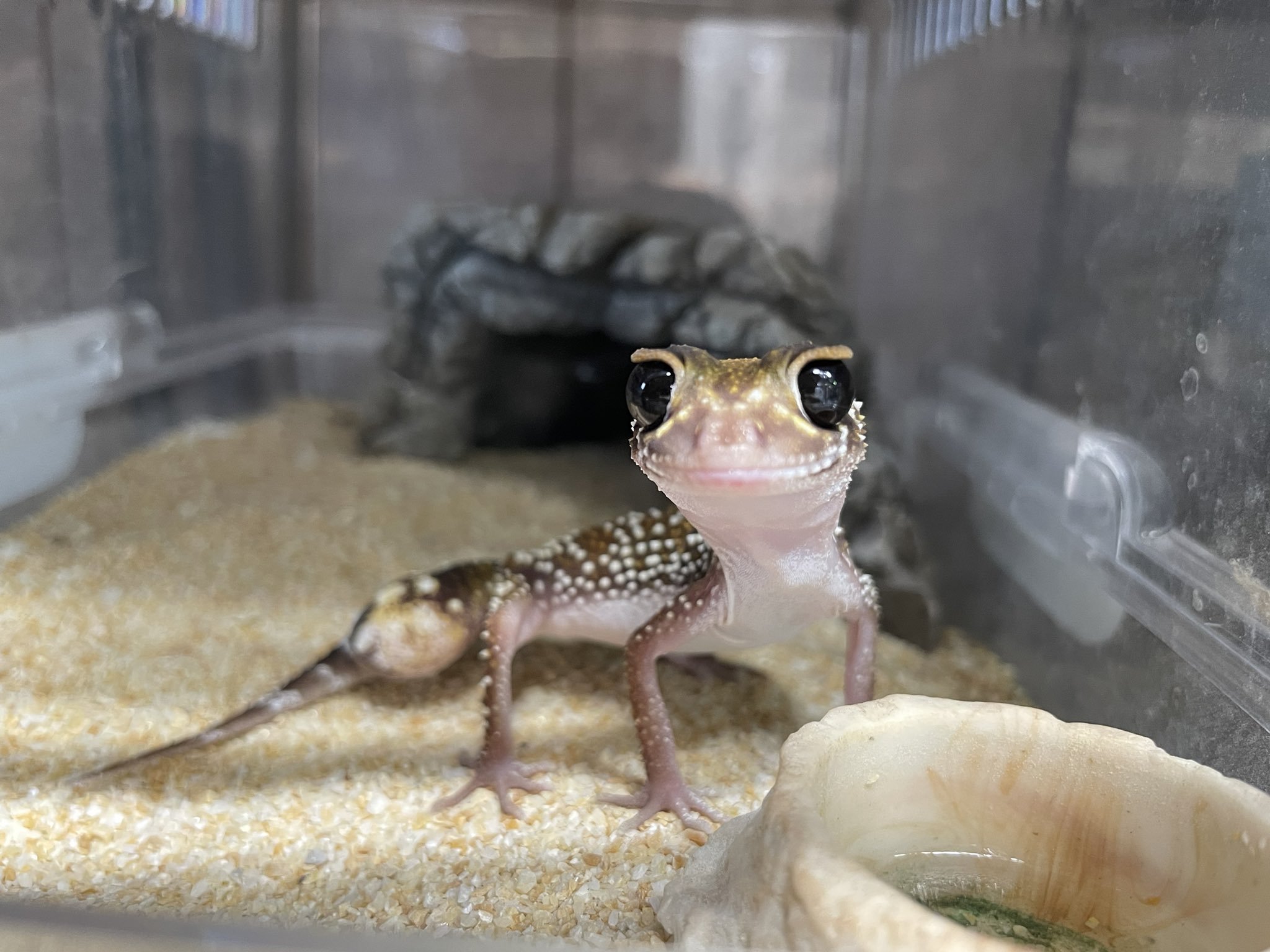 ぽんちゃん「木を植えよう」 ぽんちゃん「木を植えよう」 ぽんちゃん「木を植えよう」 ぽん