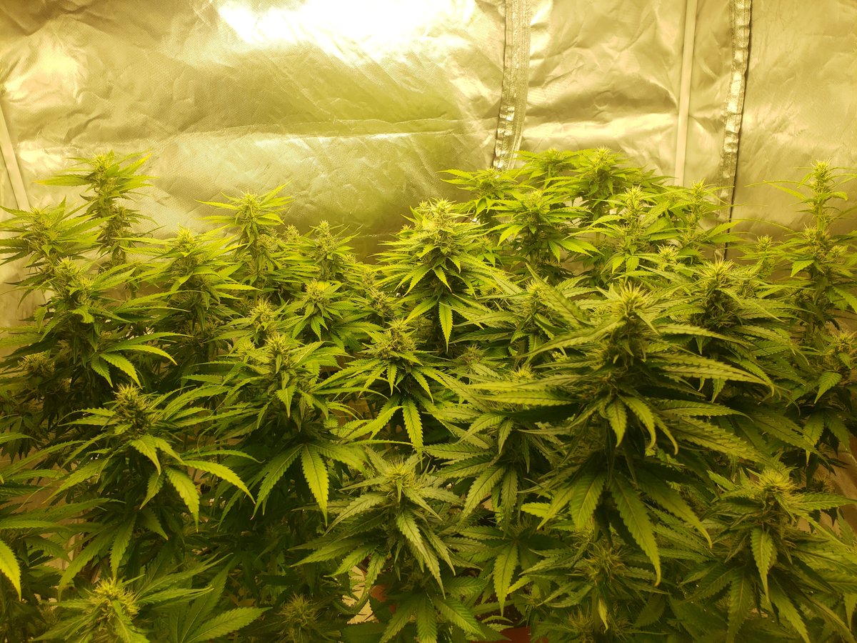 thescot33's tweet photo. Day hurry the Hell Up!
#bLeo S1 Blue Gelato #41 @BarneysAms https://t.co/I8ZxxfIaO4