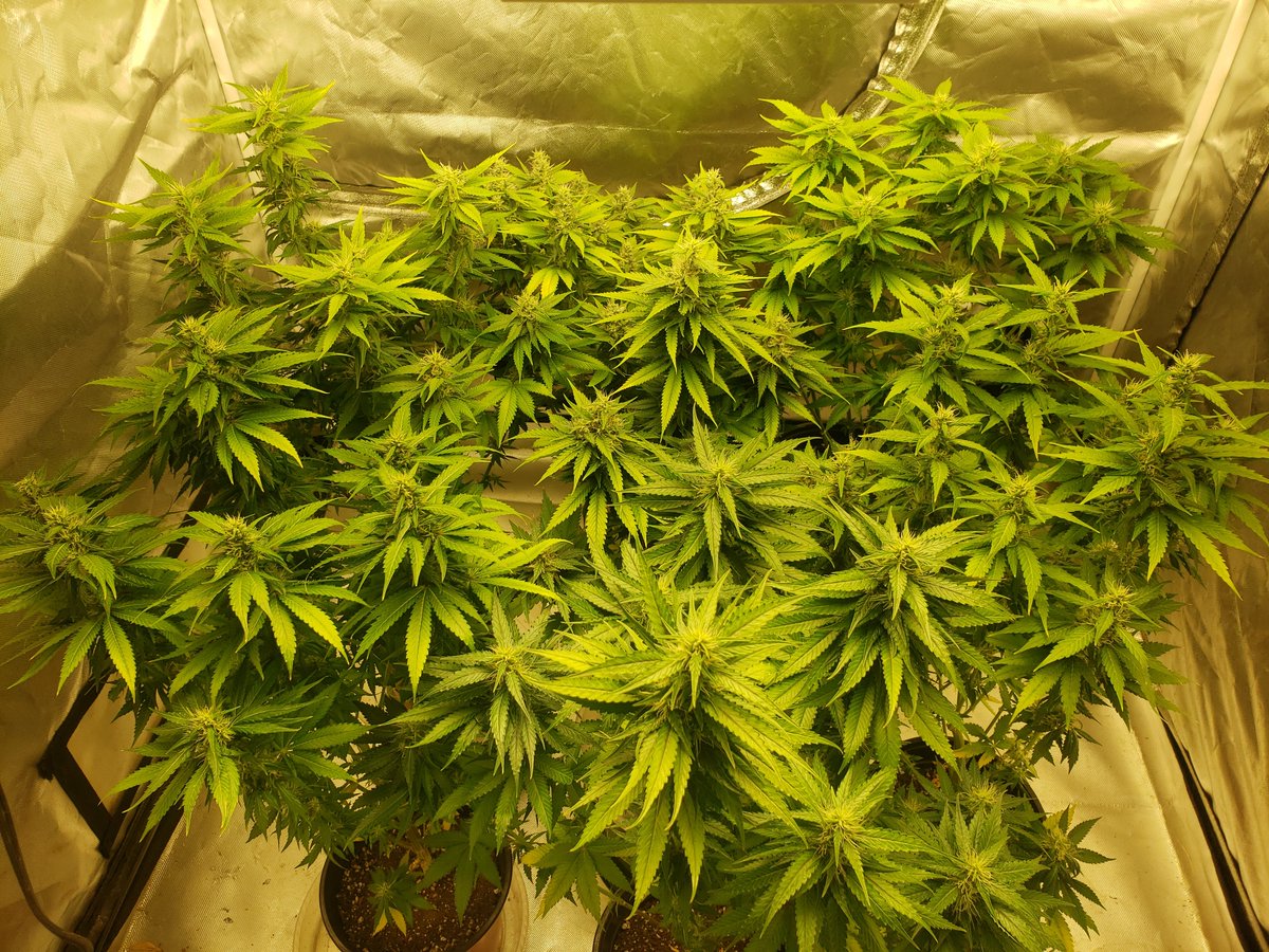 thescot33's tweet photo. Day hurry the Hell Up!
#bLeo S1 Blue Gelato #41 @BarneysAms https://t.co/I8ZxxfIaO4