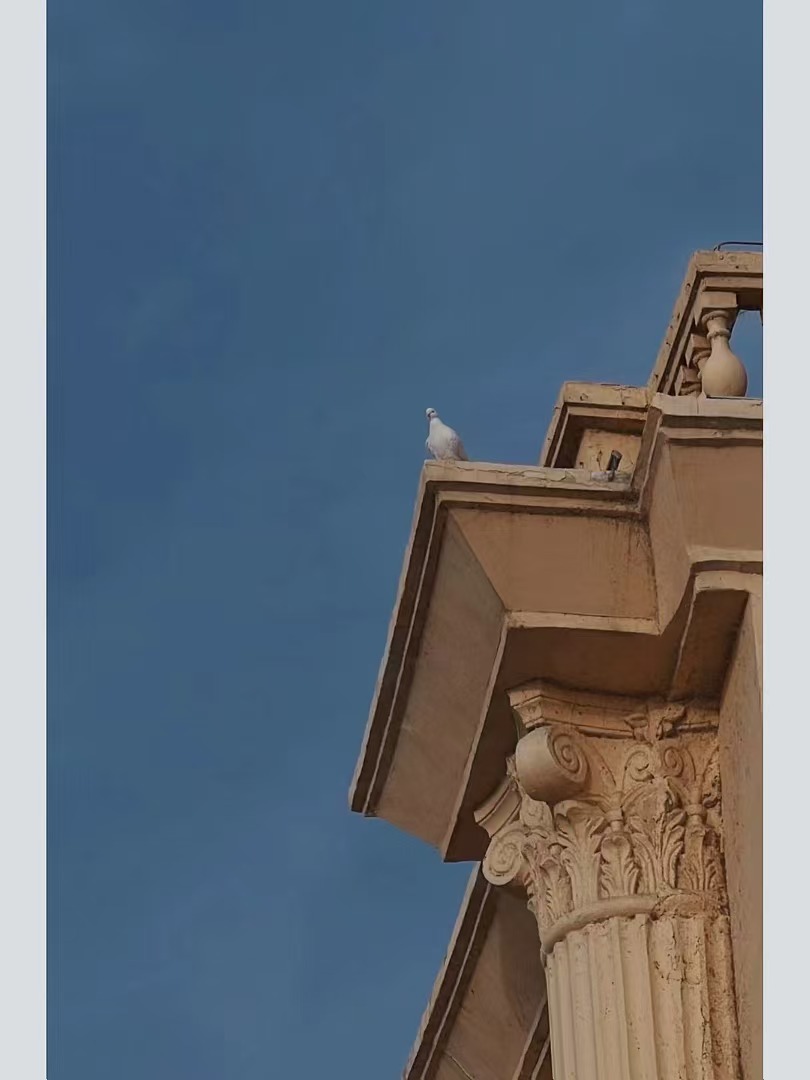 把鸽子放飞，能飞回来，才是你的🕊