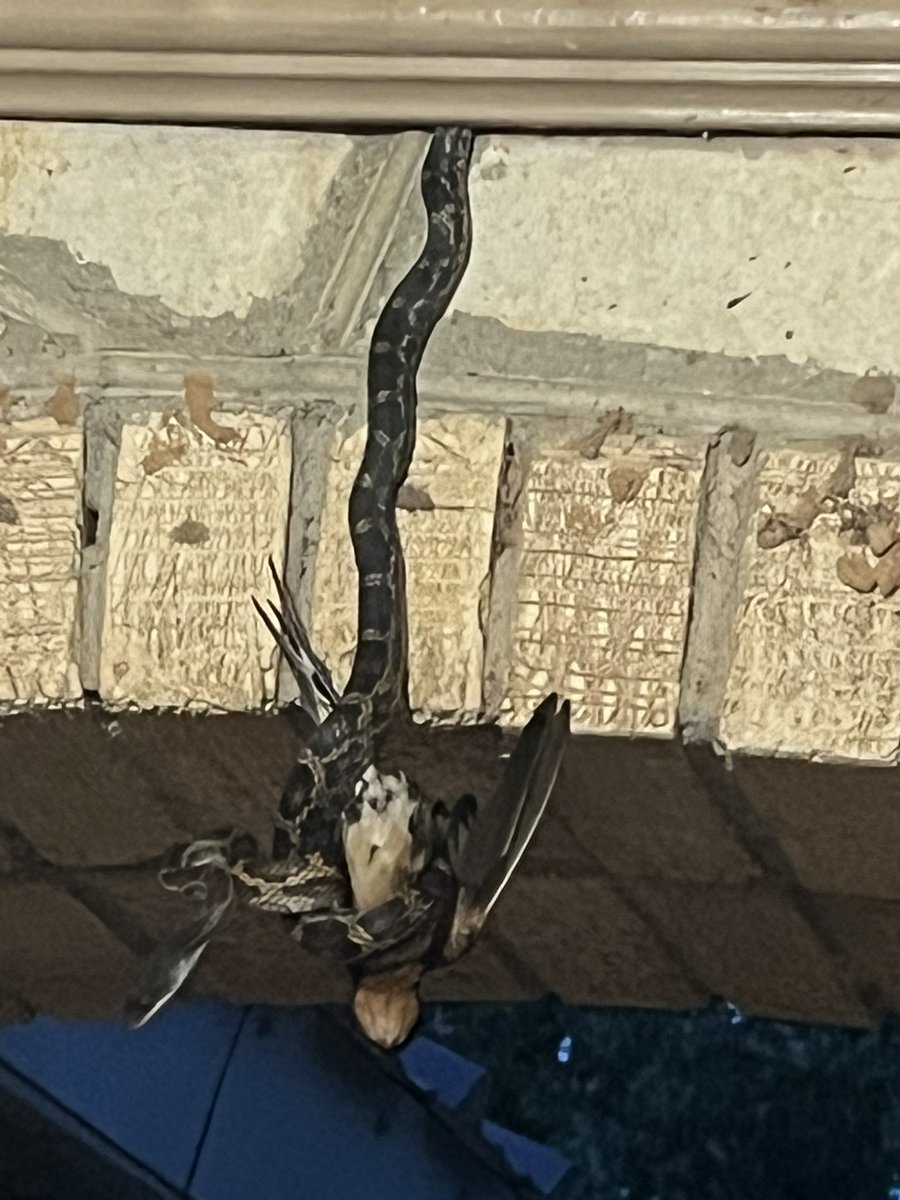 I tried to save momma bird 😢 At first I couldn’t tell what was wrong with the bird flapping around until I got really close. It was so dark.