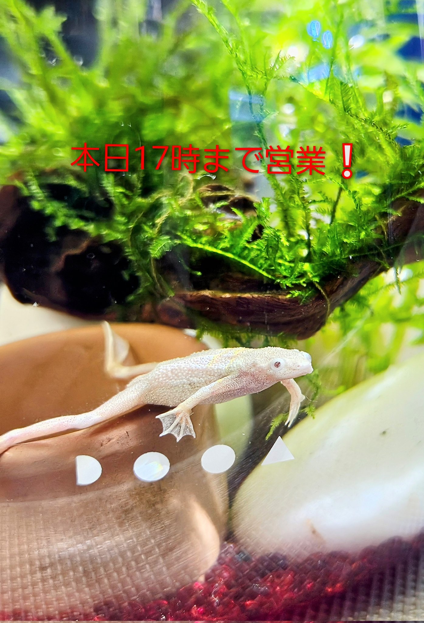 水草ショップ アクアステージ21 SUNAMO店です。｜アクアステージ21 SUNAMO店