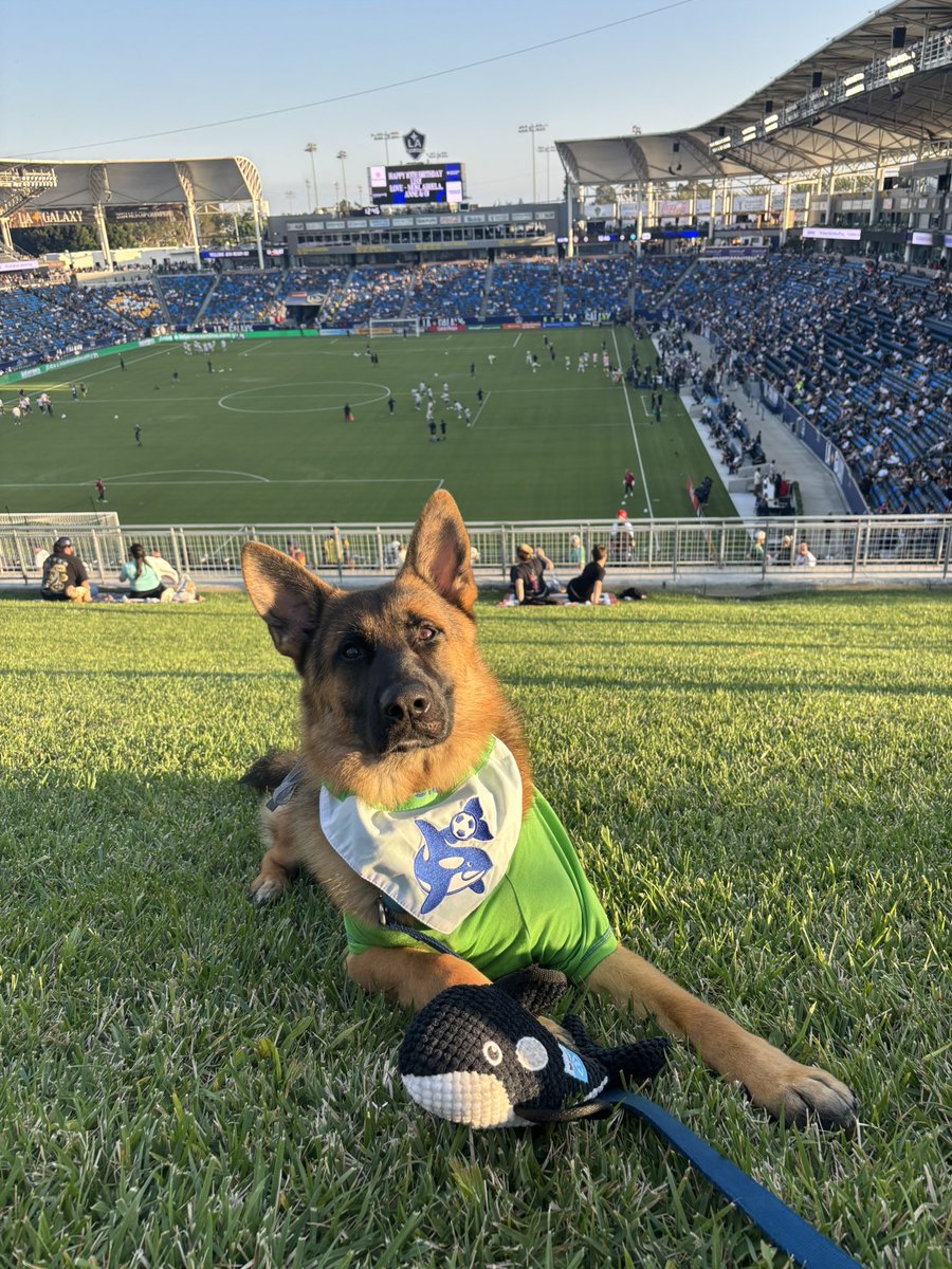 xoccerplaya's tweet photo. Go Sounders @SoundersFC #pupsatthepitch #LAvSEA https://t.co/w9FXlOhFxb