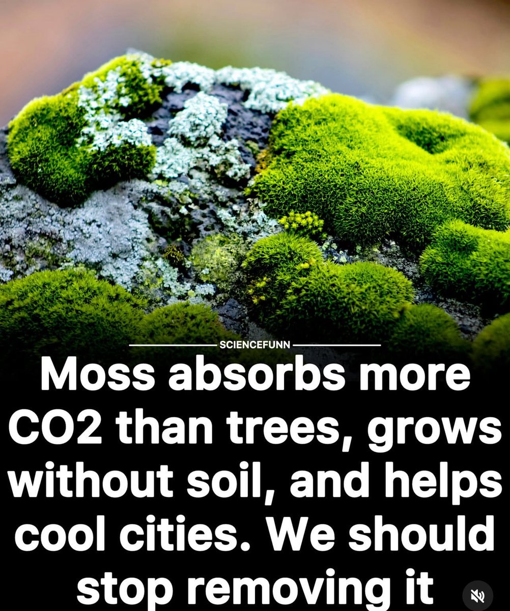 DaleenDynamic's tweet photo. Nature provides unexpected solutions to mitigate climate change. #SaveSoil #SoilFirst #PolicyForSoil #SadhguruJV #cpsavesoil #ConsciousPlanet https://t.co/IZ9vQ8GeMl
