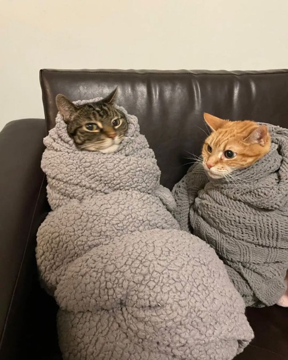 No Context Cats tweet media