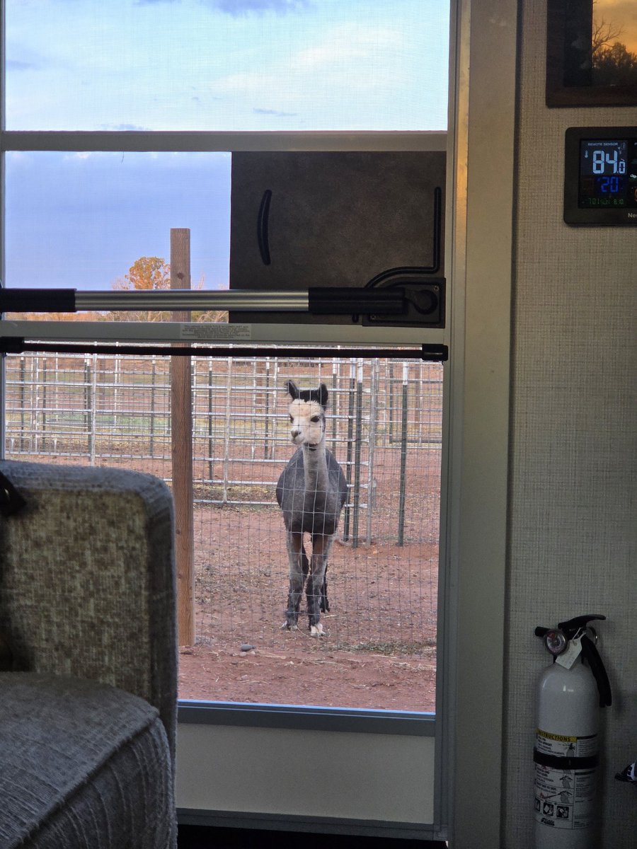 MrsMordt's tweet photo. Enjoying a night at an alpaca farm. 😂
#HarvestHost #fulltimervlife #alpacas https://t.co/apH810h6Az