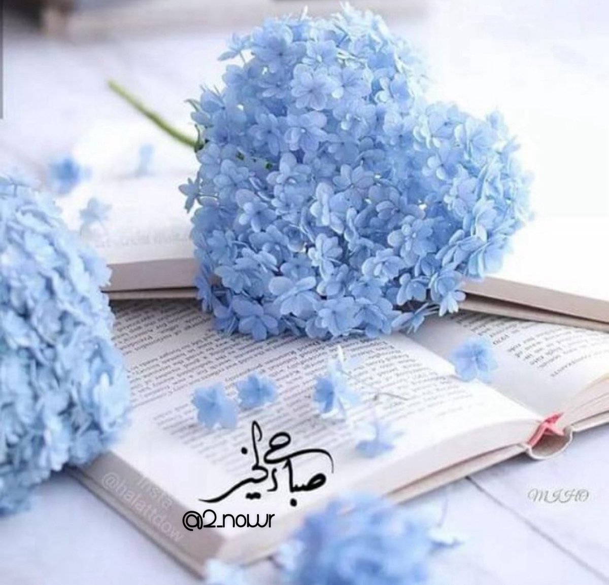 صباح التفاؤل والسعادة..

ثق أنك دائماً تحت رحمة الله ولطفه..

#صباح_الخير_والسعاده_للجميع