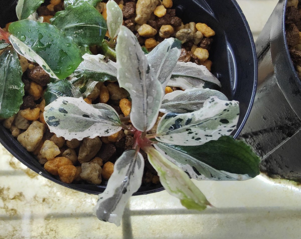 Bucephalandra sp. variegata Hn.福袋 CAKUMI 2018年7月 2024/04
