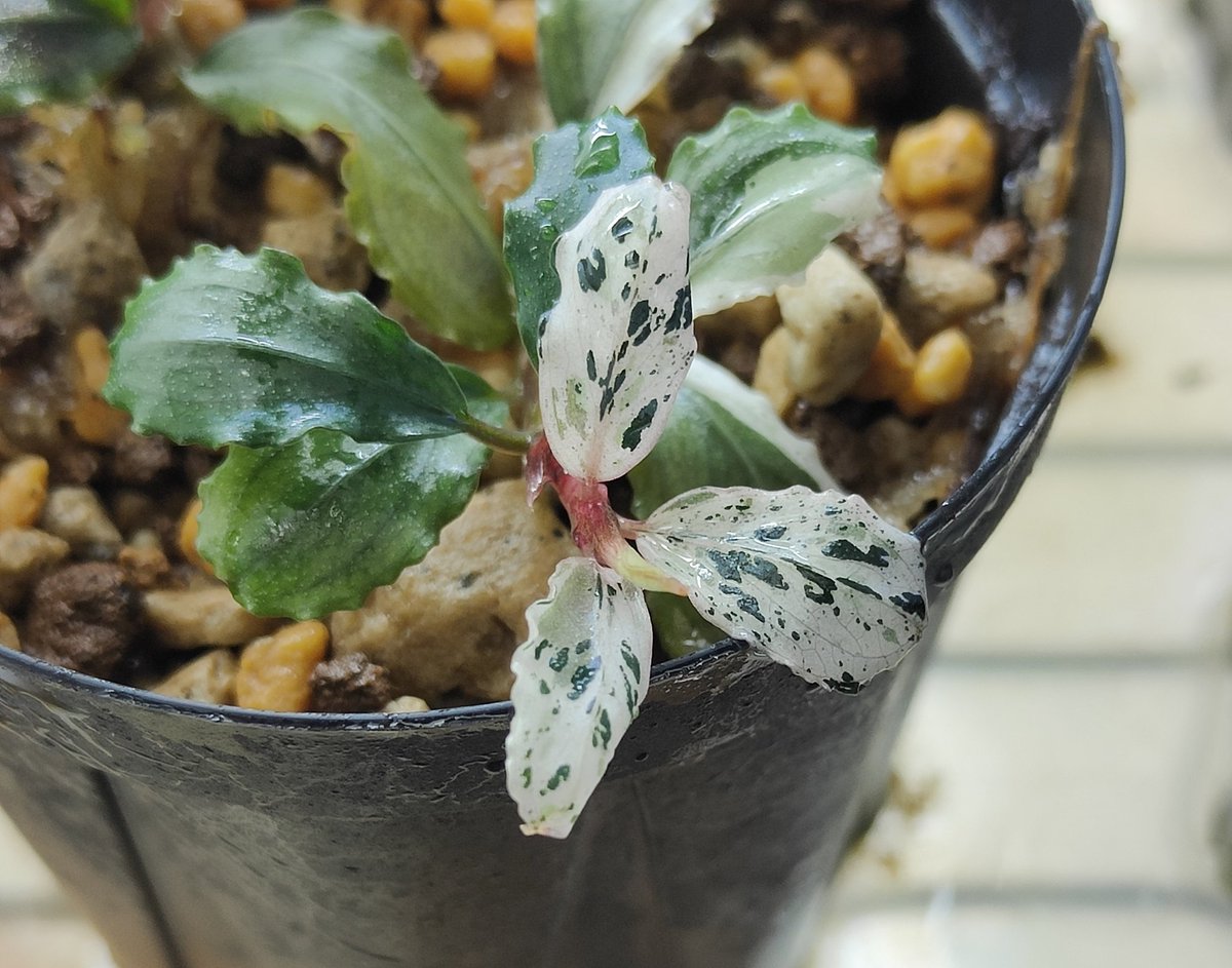 ブセファランドブラウニーゴースト2011-2012ナカモト等 9株