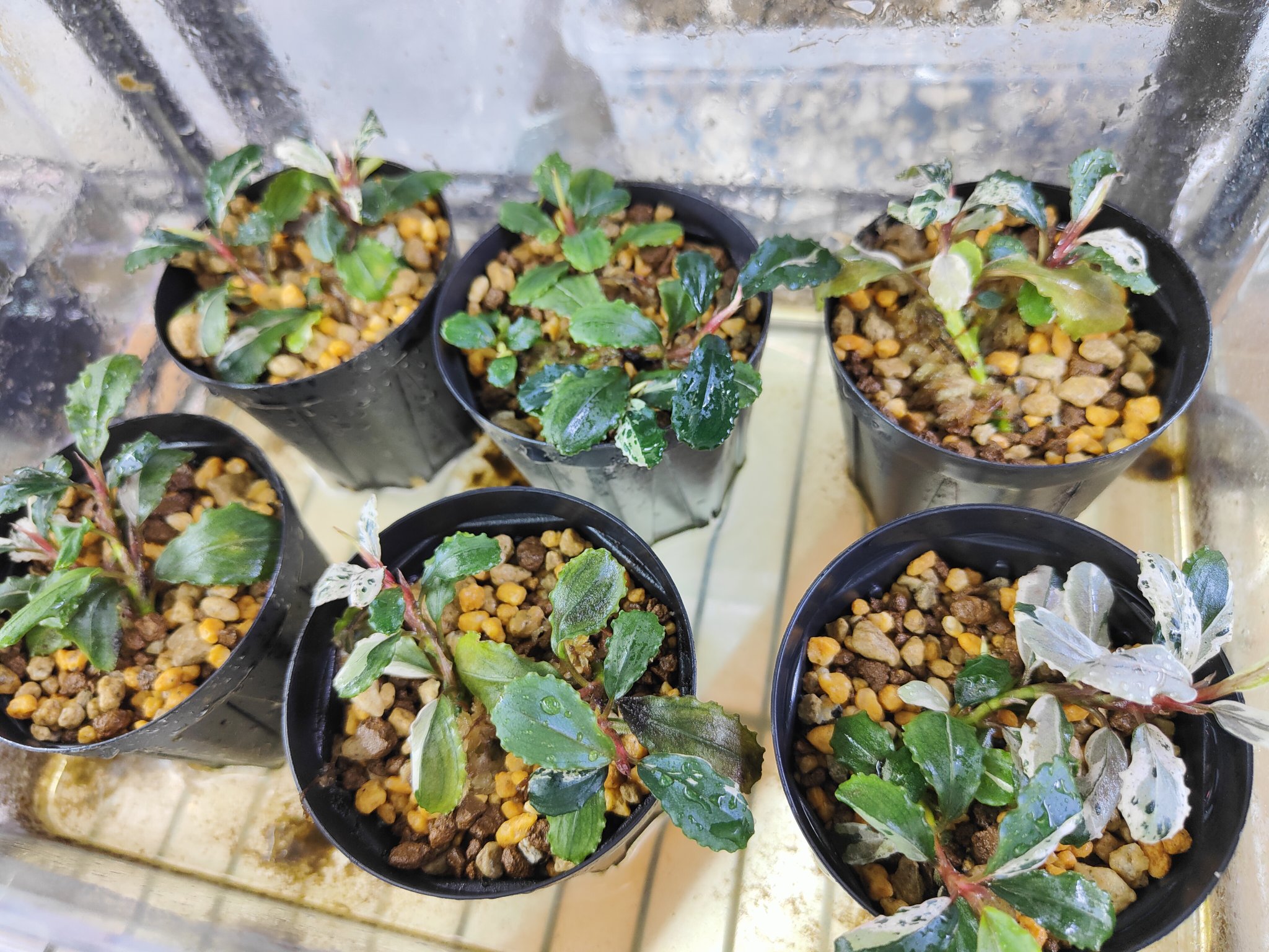 Bucephalandra Pipto Variegata バリエガータ　大型 Bucephalandra sp. Pipto Variegata 大型種（Bucephalandra Sp