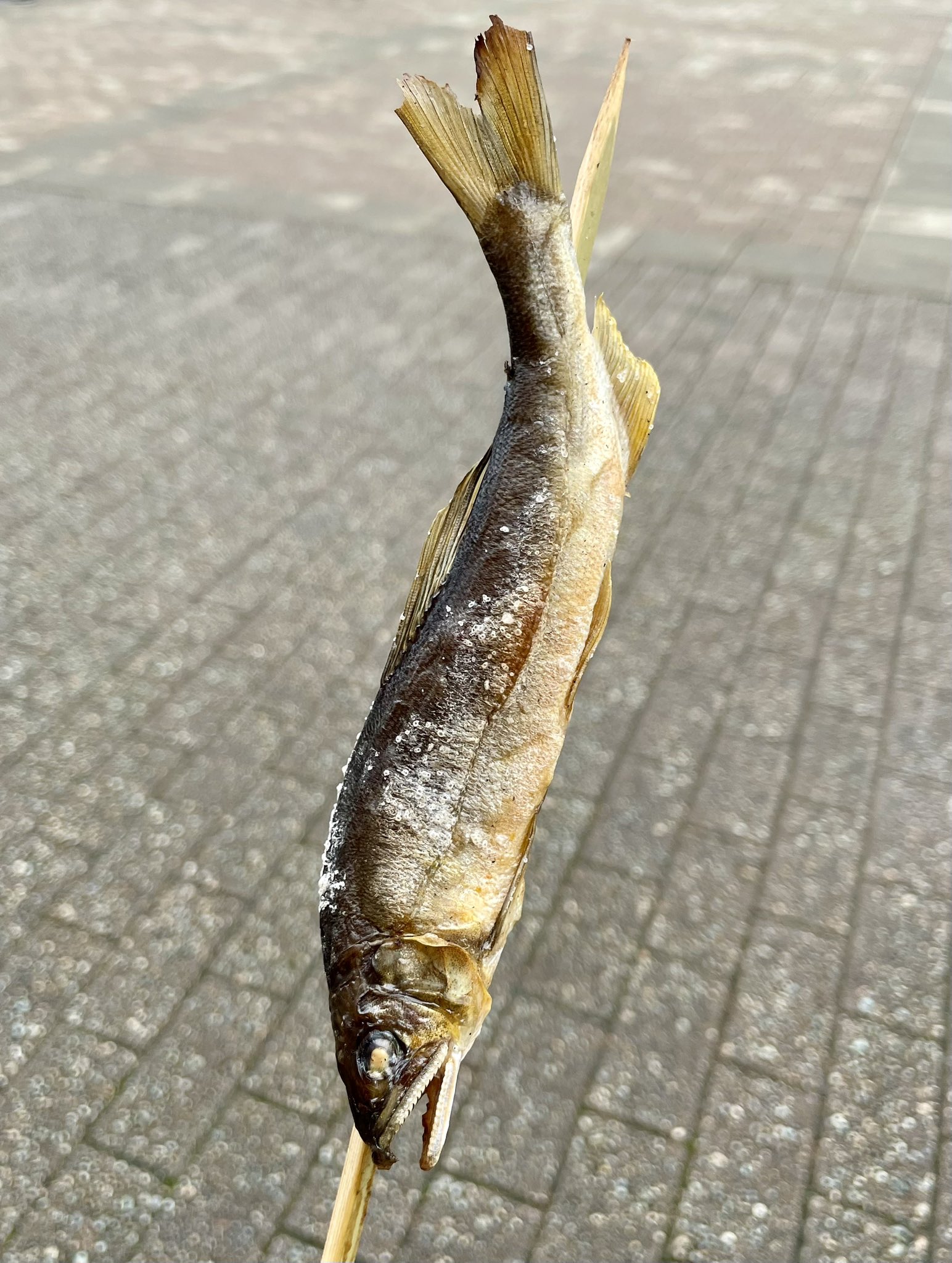 鮎の塩焼きが猛烈に美味い - البحث / X