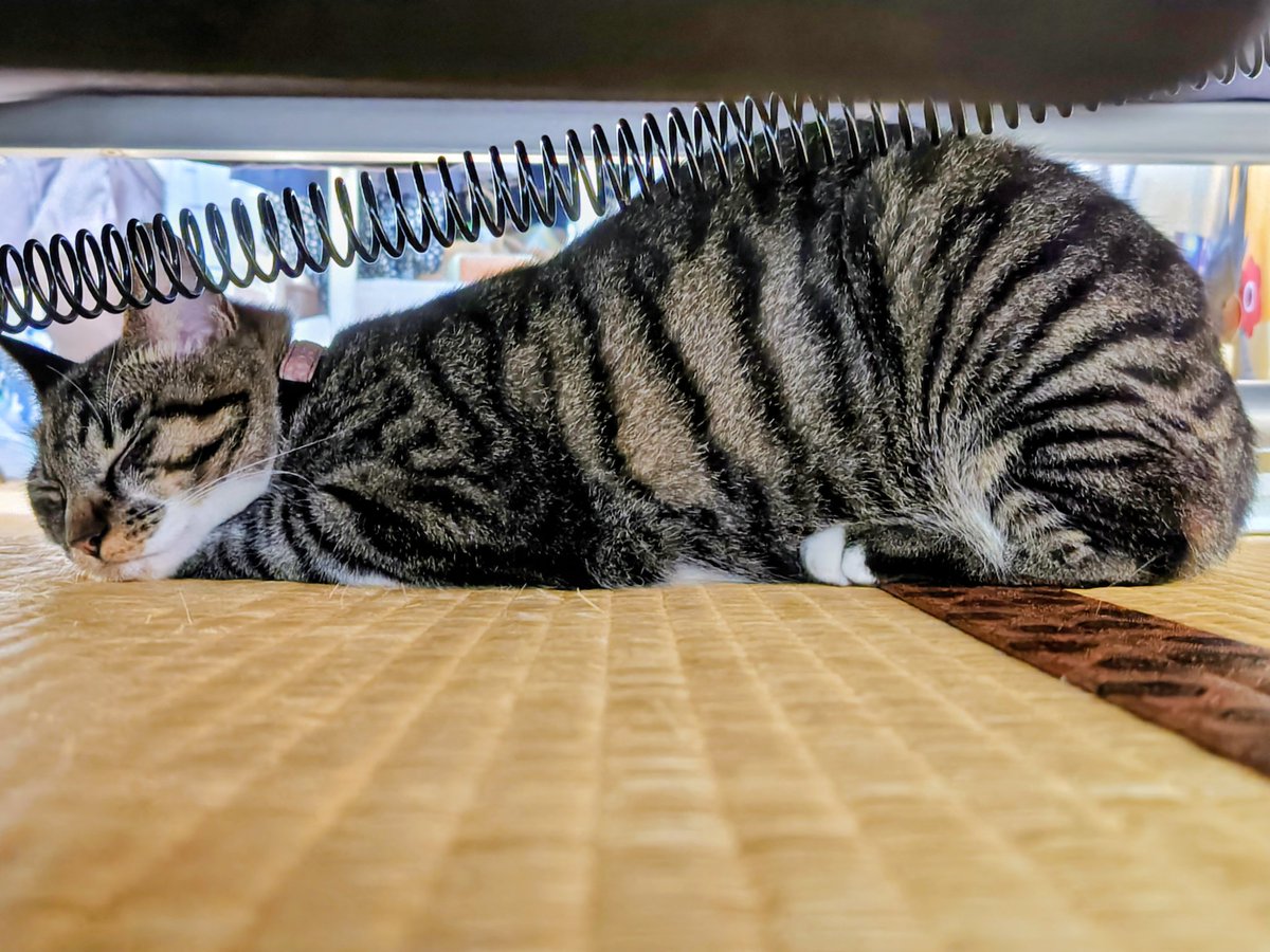 中々出て来ないし、
やけに静かにしてると思ってたら…
　
#猫好きさんと繫がりたい 
#猫の日 　#猫のいる暮らし 
#猫と暮らすしあわせ