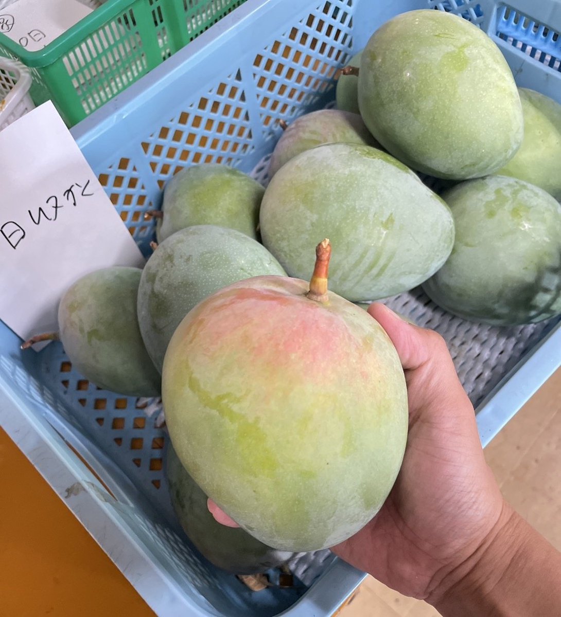 irabujima_mango's tweet photo. いつもありがとうございます！

キーツマンゴーです🥭✨
アーウィン種と違って赤くなりませんがたまに赤くなる子がいて糖度が高い可能性あります。
通常は収穫から10日程度、赤い子は1週間頃が食べ頃です！

美味しいですよ😋✨

#沖縄 #宮古島 #伊良部島 #宮古島産完熟マンゴー https://t.co/DJCGAdwQgJ