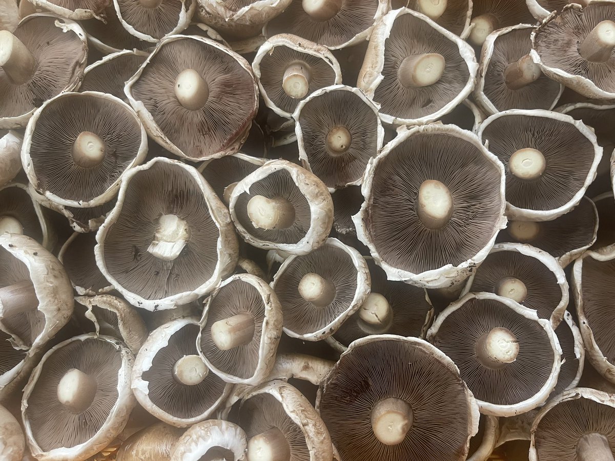 king_fungi's tweet photo. 8月11日はマッシュルームの日です。
山の日でもありますが、マッシュルームに注目してくださいまし‼️ https://t.co/6Jf1WlqBPt