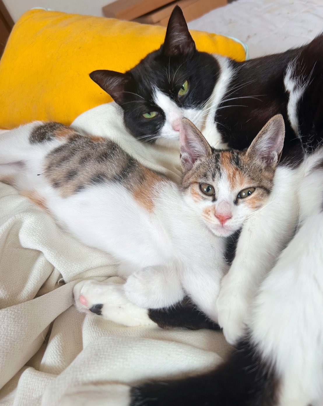 ヒィ＝チャン🐕🐈‍⬛🐈🐱 on X: 