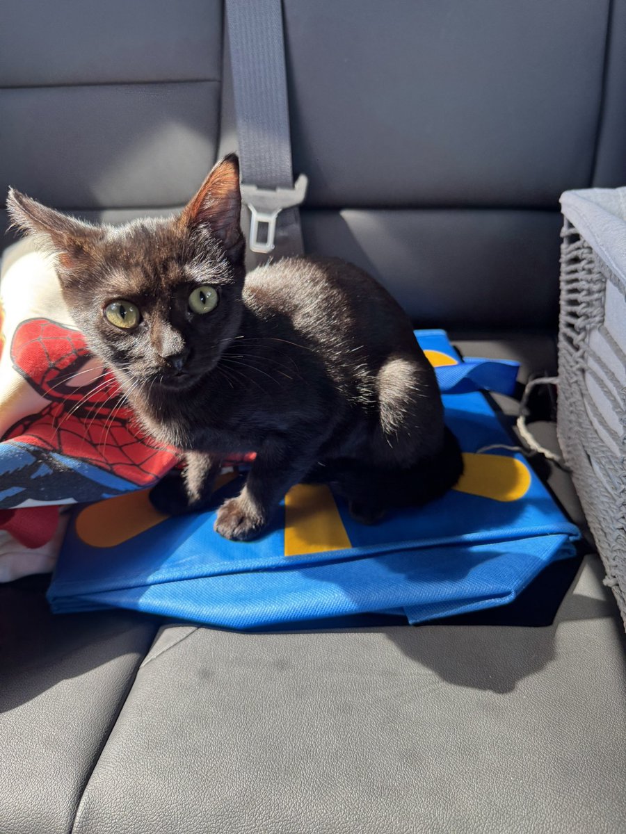 liamzero0's tweet image. Sun basker