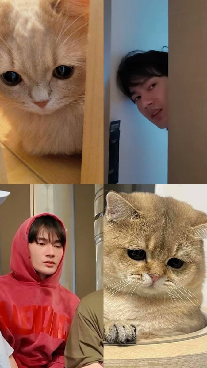 เป็นอะไรลูกมู่เอ้ยย🤣

<a href="/pavelphoom/">pavelphoom</a> #pavelphoom 
#BabeCats