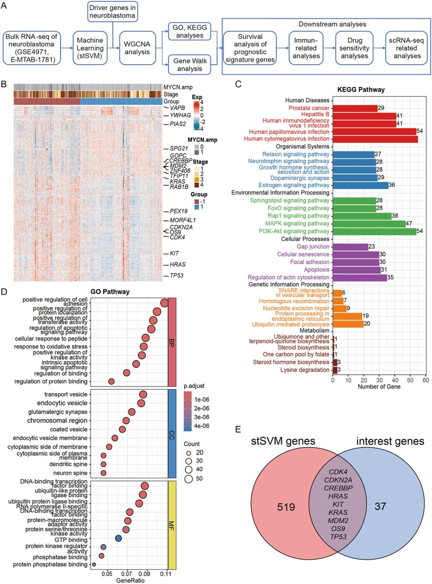 Published in Pediatric Discovery, a research team at the Children's Hospital of Chongqing Medical University has unveiled a powerful machine learning framework for identifying prognostic biomarkers in neuroblastoma.
#Neuroblastoma #MachineLearning
Details: doi.org/10.1002/pdi3.7…